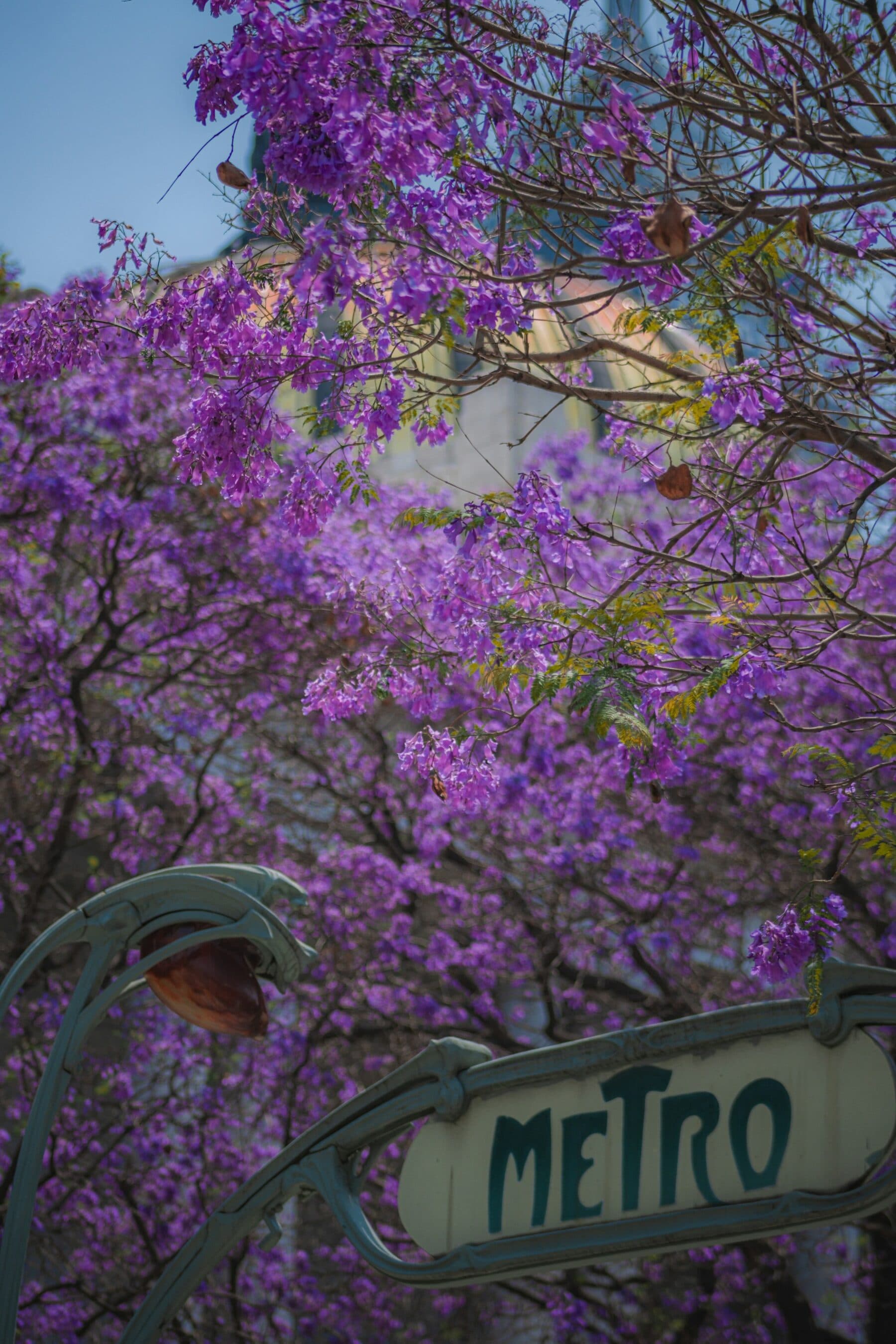 Jacarandas en flor sobre la entrada del Metro Bellas Artes