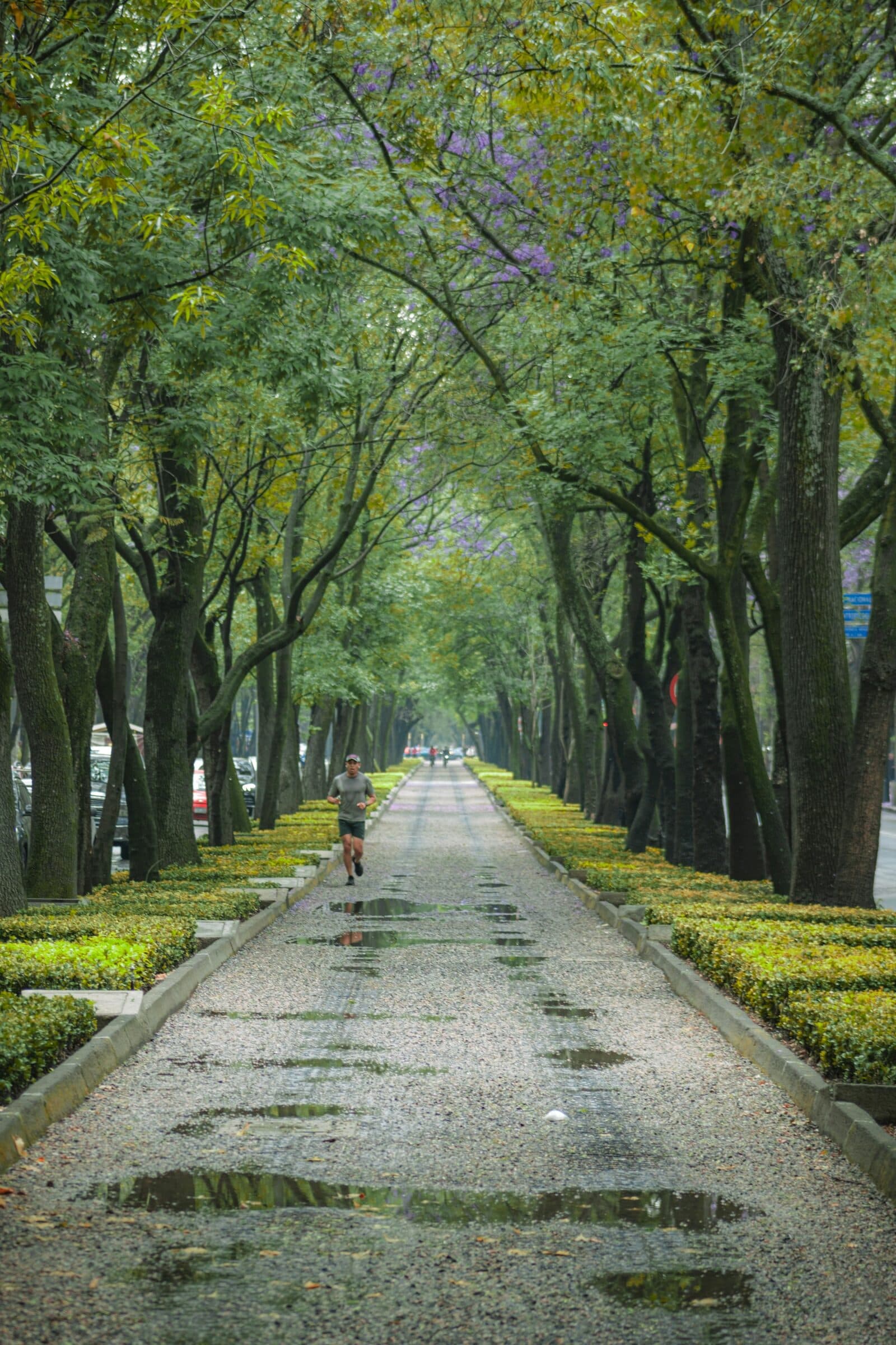 Camellón arbolado de la Ciudad de México después de la lluvia